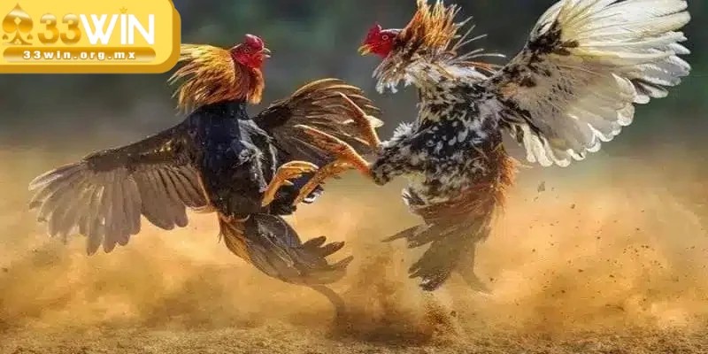 Đá gà 33WIN - Địa chỉ cá cược chất lượng, uy tín hàng đầu 3 Đá gà tại 33WIN mang đến những trận đấu trực tiếp đỉnh cao, chất lượng